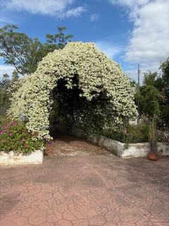 Lush gardens and outdoor learning spaces at AIM School